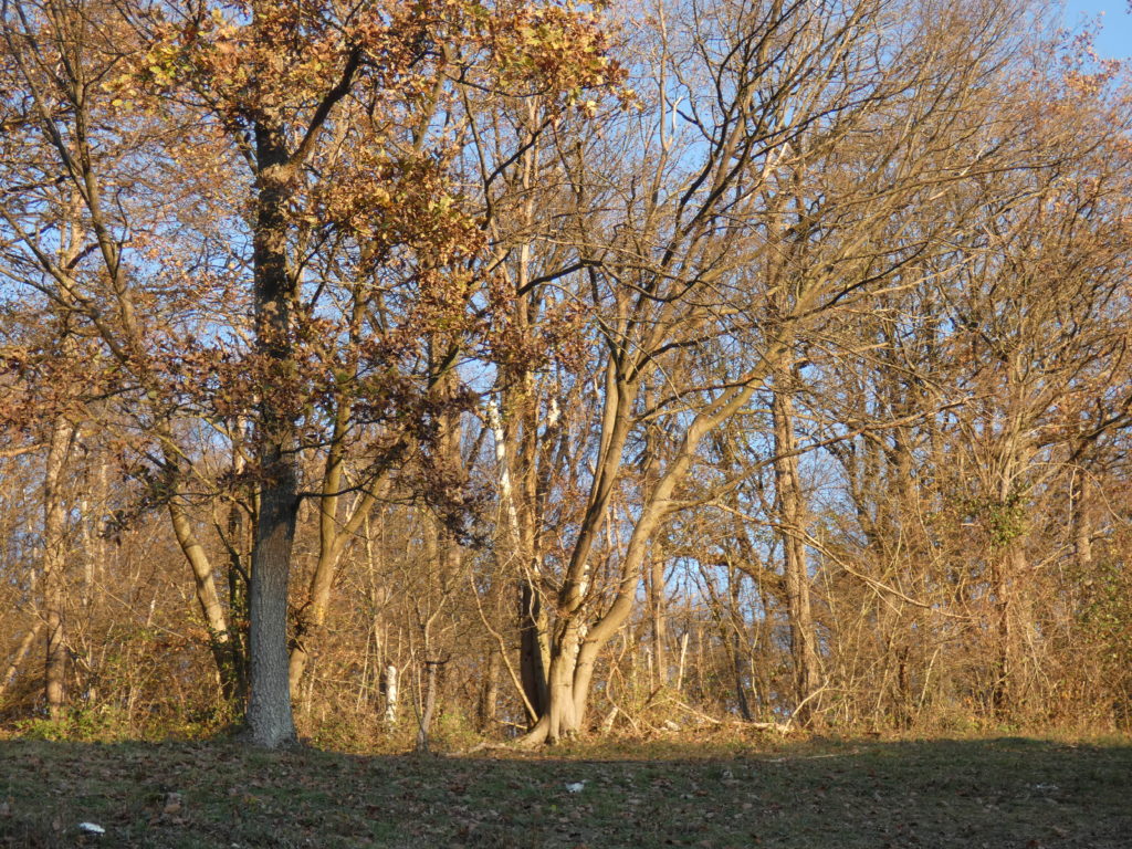 Bois au coucher du soleile